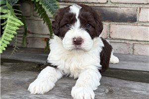 Erica - puppy for sale