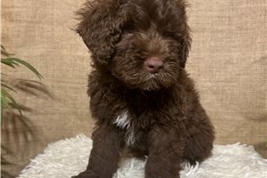 Blanche - Portuguese Water Dog for sale