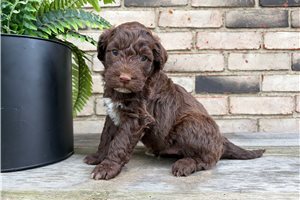 Bronson - puppy for sale