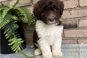 Orion - Portuguese Water Dog for sale