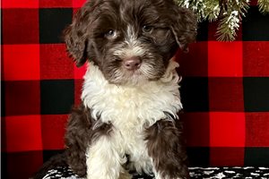 Della - puppy for sale
