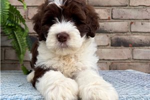 Erica - Portuguese Water Dog for sale