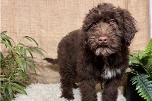 Brock - Portuguese Water Dog for sale