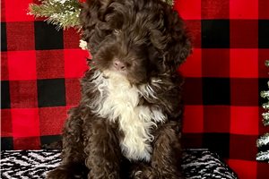 Danny - puppy for sale