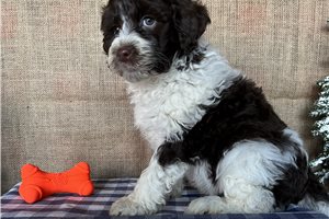 Bitsy - Portuguese Water Dog for sale