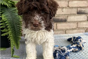 London - Portuguese Water Dog for sale