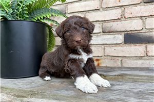 Lily - Portuguese Water Dog for sale