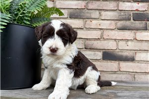 Anica - puppy for sale