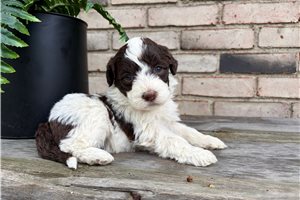 Brielle - Portuguese Water Dog for sale