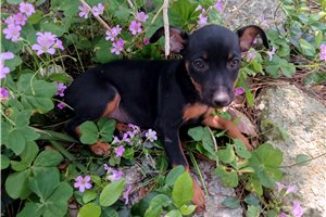 Sophia - puppy for sale