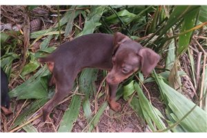 Egon - puppy for sale
