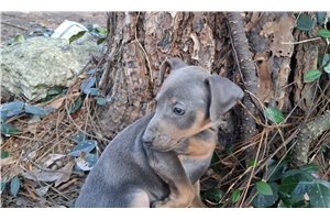 Smokey - Miniature Pinscher for sale