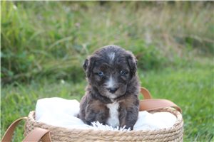 Mako - Aussiedoodle for sale