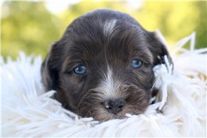Mako - Aussiedoodle for sale