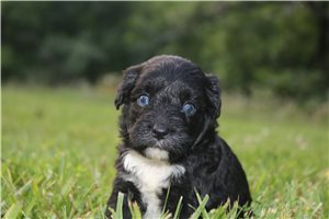 Melanie - puppy for sale