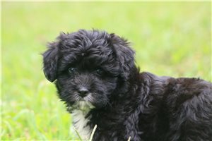 Melanie - Aussiedoodle for sale