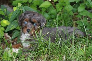 Murray - Aussiedoodle for sale