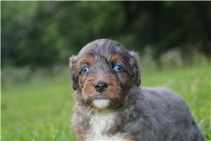 Murray - Aussiedoodle for sale