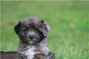 Moose - Aussiedoodle for sale