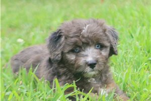 Mako - Aussiedoodle for sale