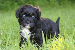 Melanie - Aussiedoodle for sale