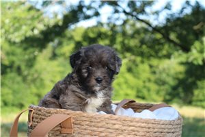 Moose - Aussiedoodle for sale