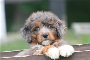 Murray - puppy for sale