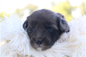 Moose - puppy for sale