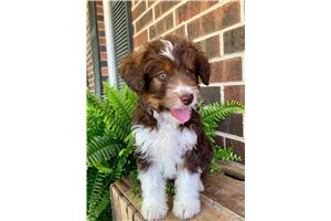 Becklie - Aussiedoodle for sale