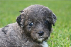Moose - Aussiedoodle for sale