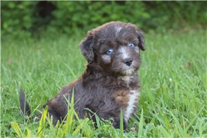 Mako - Aussiedoodle for sale