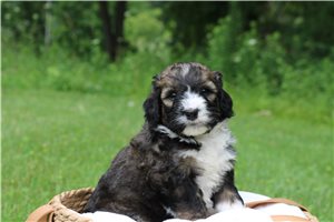 Honeybee - Bernedoodle for sale
