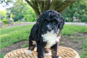 Hoppy - Bernedoodle for sale