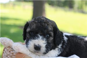 Hobbs - puppy for sale