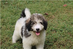 Haven - puppy for sale