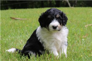Henny - Bernedoodle for sale