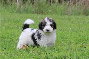 Haven - Bernedoodle for sale