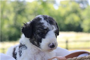 Haven - puppy for sale