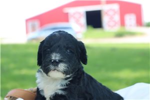 Hoppy - puppy for sale