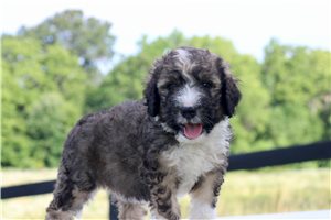 Hallie - Bernedoodle for sale