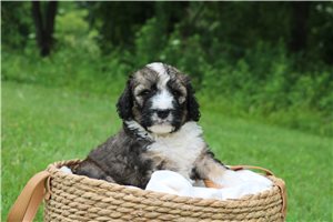 Hallie - Bernedoodle for sale