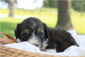 Harley Ray - Bernedoodle for sale