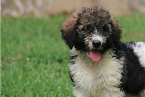 Hobbs - Bernedoodle for sale