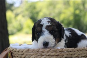 Halo - puppy for sale