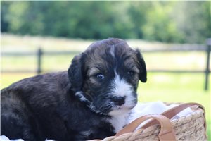 Honeybee - Bernedoodle for sale