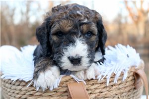 Finley - Bernedoodle for sale
