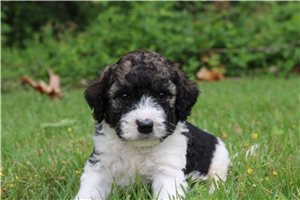 Hobbs - Bernedoodle for sale
