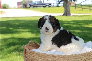 Hux - puppy for sale