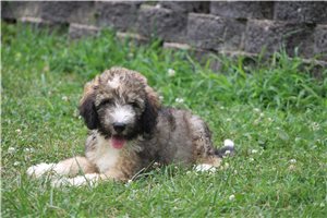 Hallie - Bernedoodle for sale