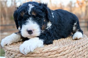 Francisco - puppy for sale